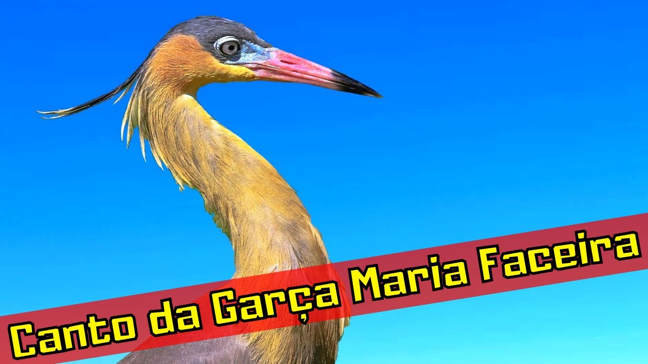 Canto da Gar&ccedil;a Maria Faceira - Canto do Passaro Maria Faceira
