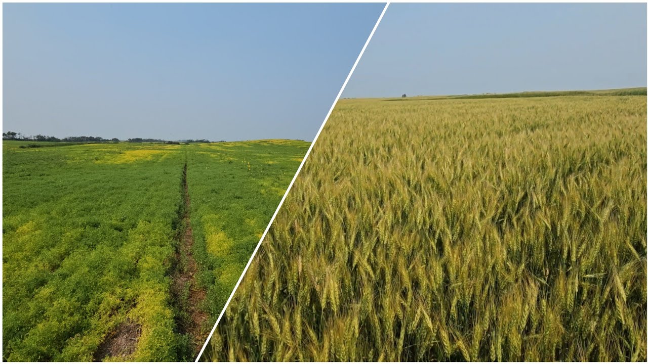 Lentil/Wheat - North
