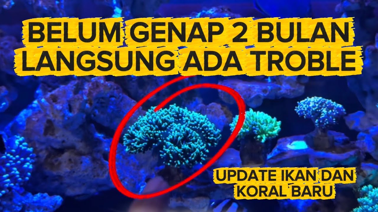 Torch Koral kuncup?? Tambah biota jadi gini❓❓ #reeftank #aquariumlaut 