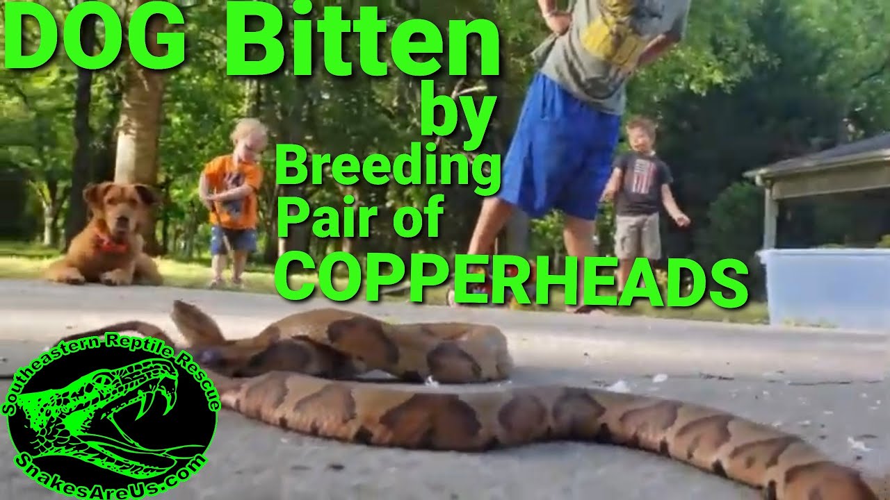 Copperheads actively breeding, bite DOG that interrupts them. (Yes, you read that correctly.)