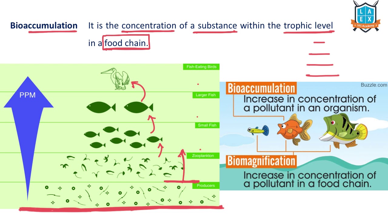 What is Bioaccumulation? || Bioaccumulation అంటే ఏమిటి? || La Excellence