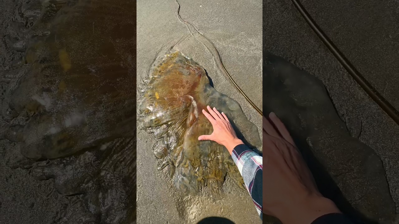 Jellyfish Too HUGE to Rescue! But I Saved Her Children! 