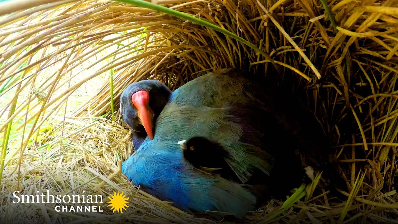 A Rare Pair of Chicks for the Exotic and Endangered Takahe 🐥 Into The Wild New Zealand | Smithsonian