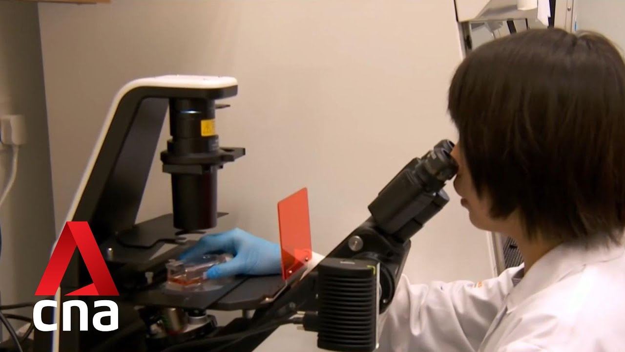 Singapore scientists find a way to grow brain cells from stem cells