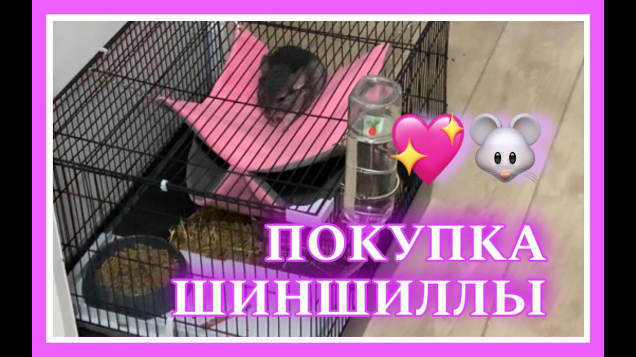 ПОКУПКА ШИНШИЛЛЫ