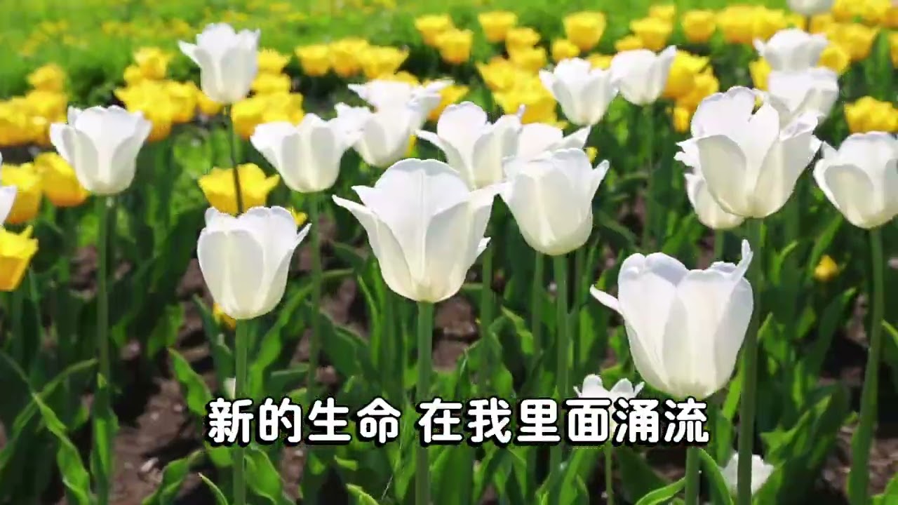 新的生命