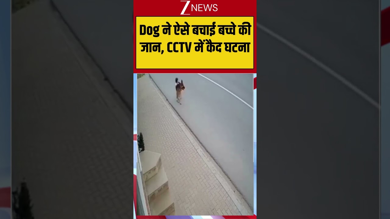Dog Save Child CCTV: Dog ने ऐसे बचाई बच्चे की जान, CCTV में कैद घटना