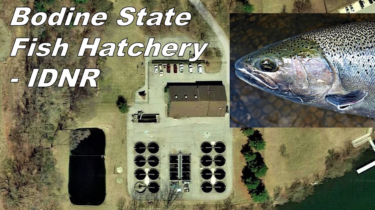 Bodine State Fish Hatchery, Indiana DNR Facility + Bonus Steelhead