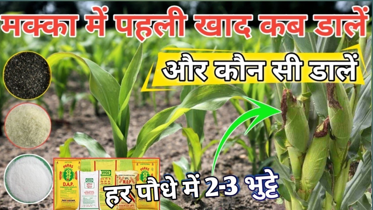मक्का में कौन सा खाद डालना चाहिए | makka me khad dalne ki vidhi | makka me pahli khad kab dale