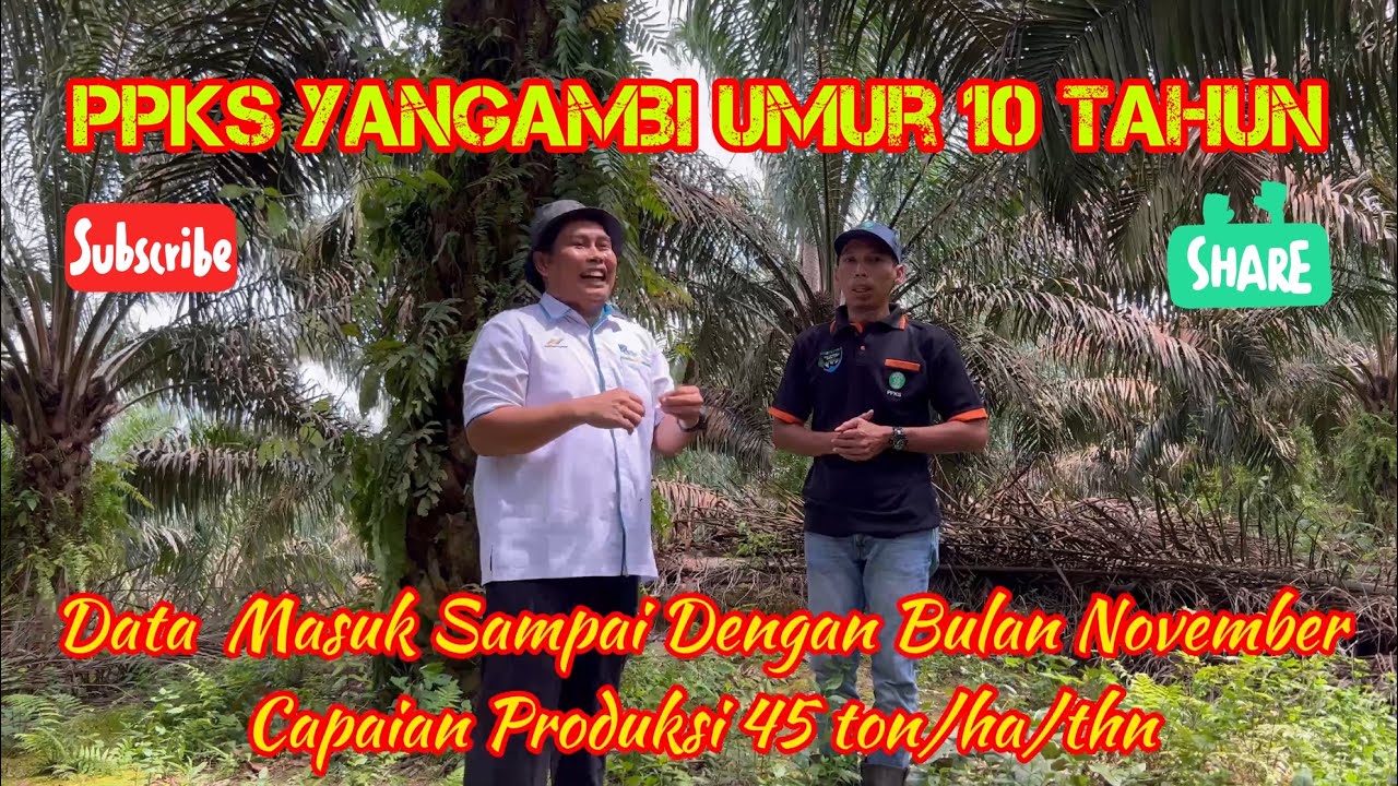 Tips Kebun Sawit Produksi Tinggi 45 Ton/Ha/Tahun || By : Djend. Muhayat PPKS Medan