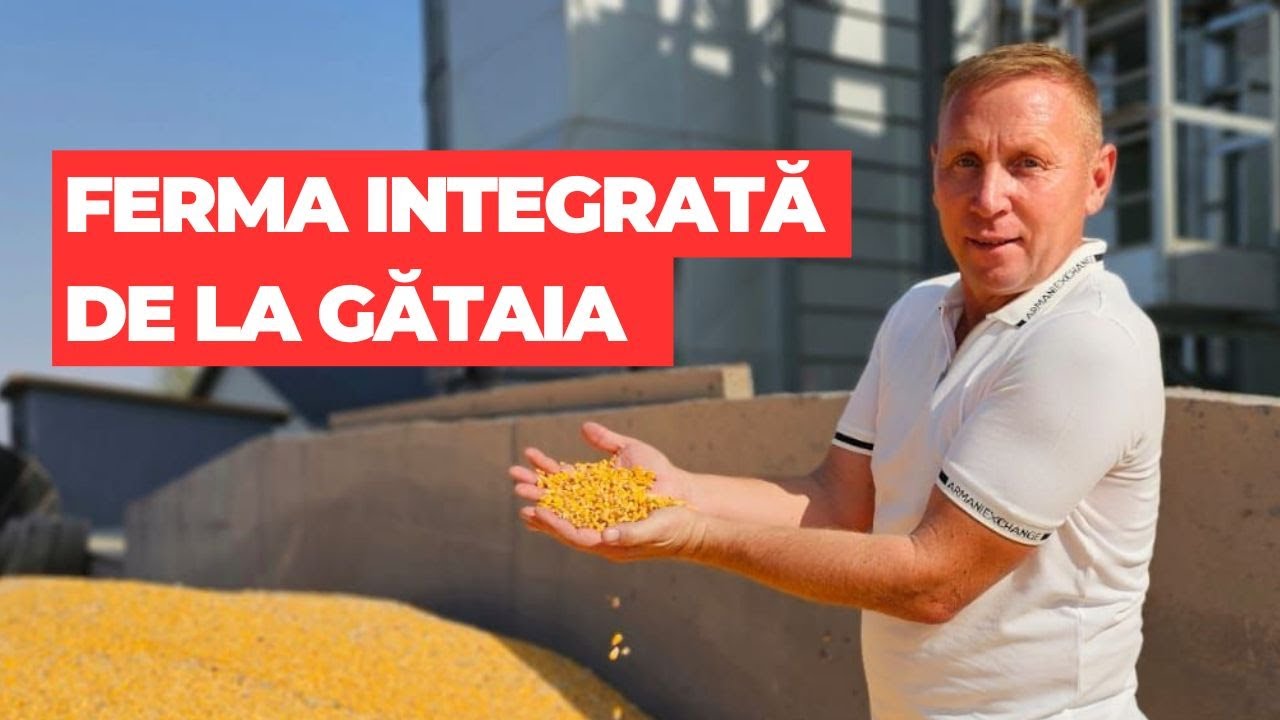 Ferma integrată de la Gătaia: cereale, vaci de lapte, biogaz