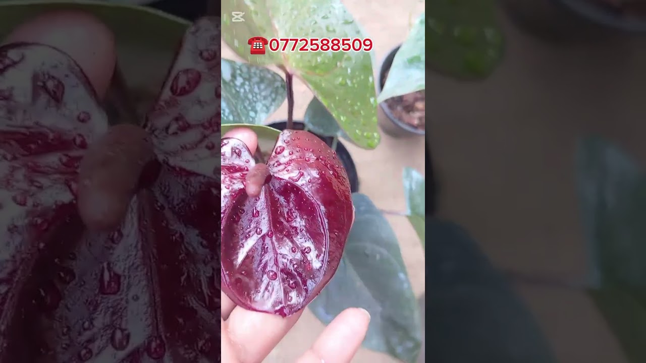 මගේ 17වෙනි ඇන්තුරියම් සේල් එක 🥰🥰අදත් එන්න යාලුවනේ 🥰🥰  ☎️0772588509