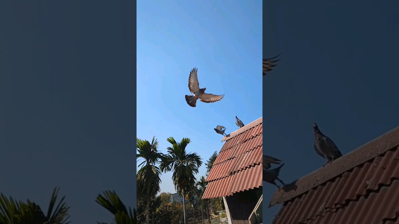 Roller Pigeons