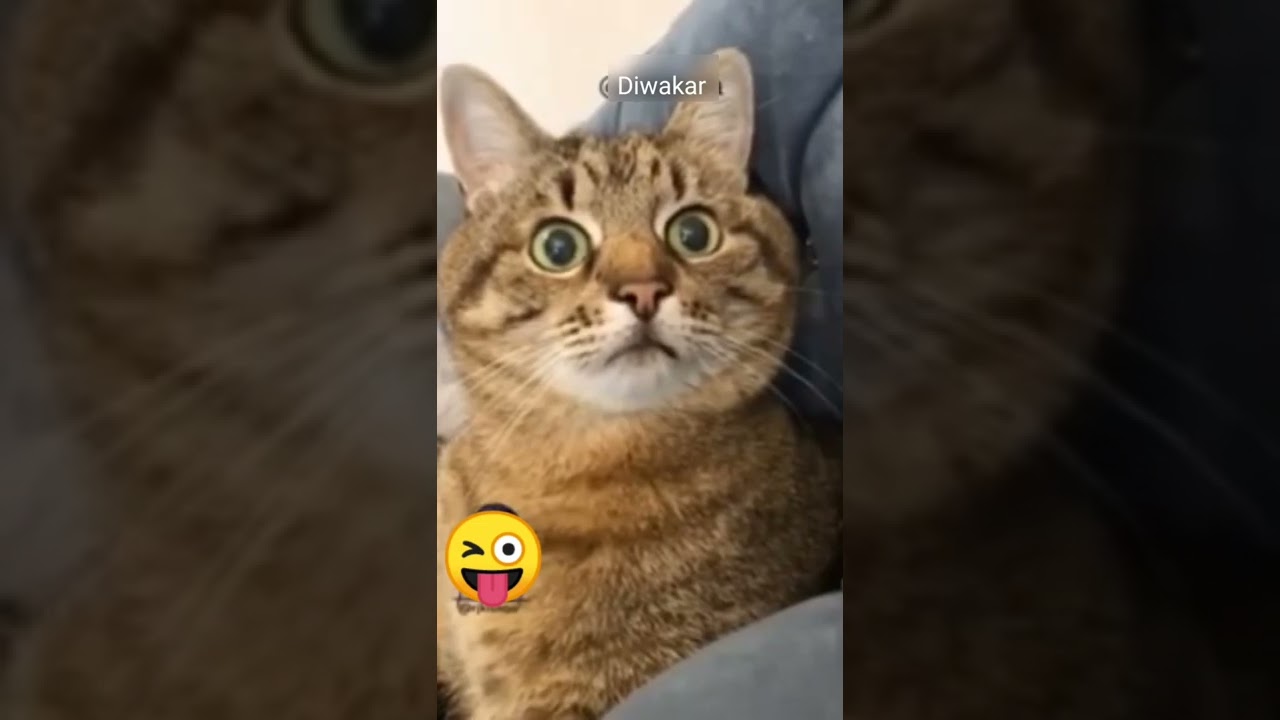 Billi Billa video|comedy status |bagad Billa video |funny video |funny video status |Billi Billa