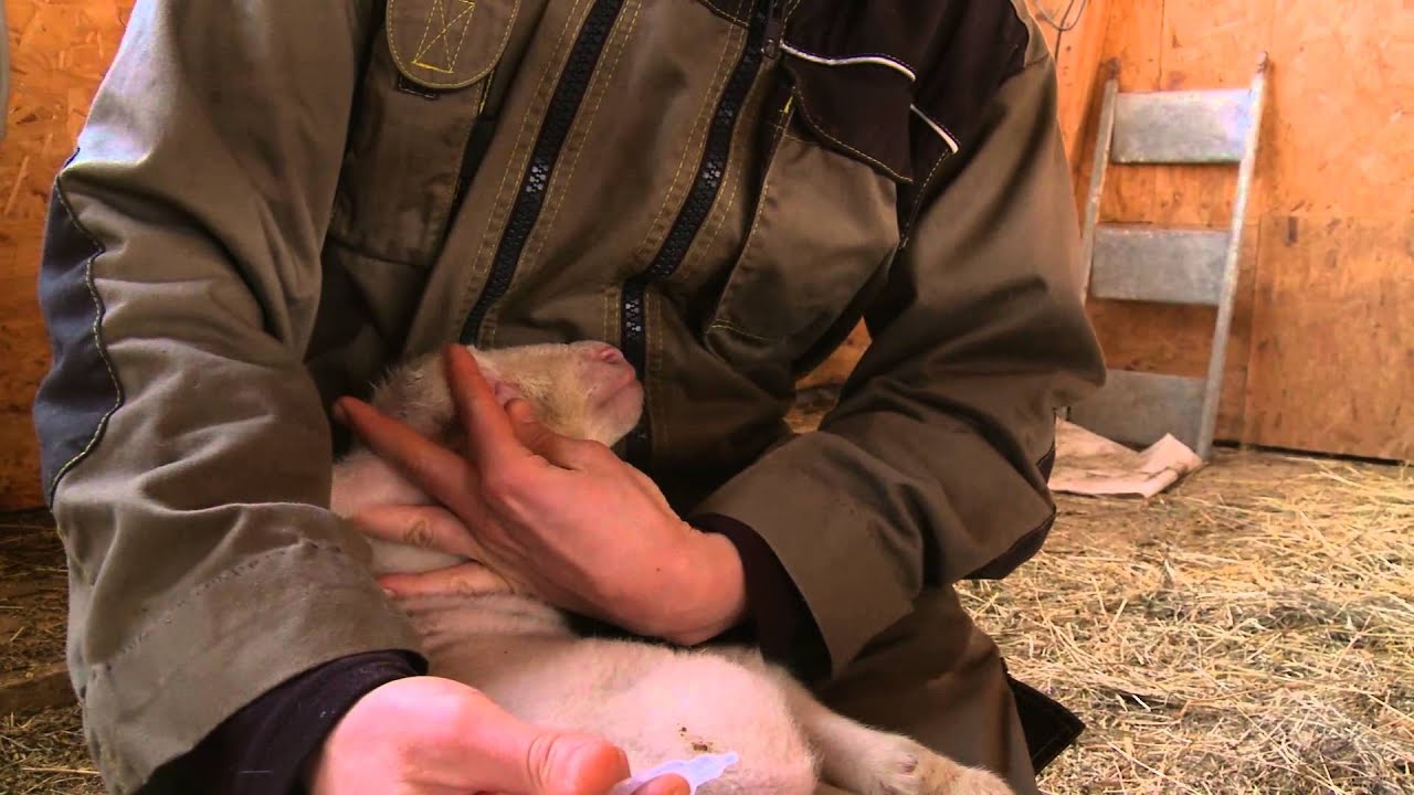 Bergers de l'Aigoual, éleveurs des Causses et Cévennes. Teaser
