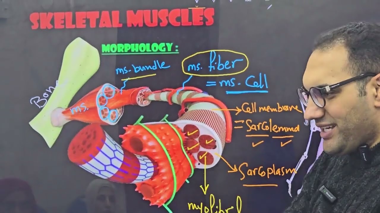 Muscle Physiology -1 Kasr alainy by Dr. Elsherif || 2025