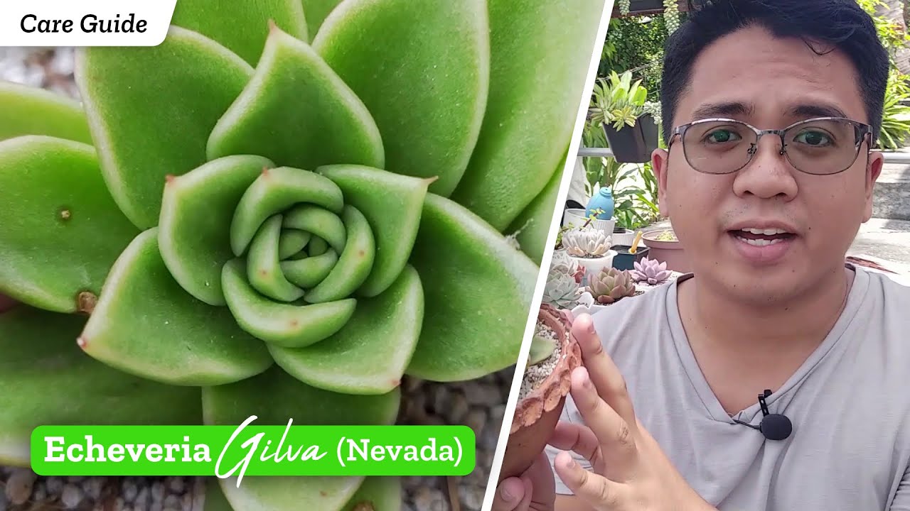 Echeveria Gilva / Nevada - Succulent Care Guide | Kalei Plants