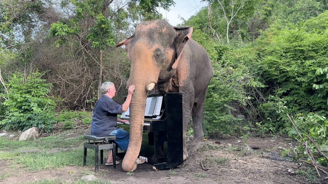 Beethoven and Elgar on Piano for Chaichana, a Bull Elephant