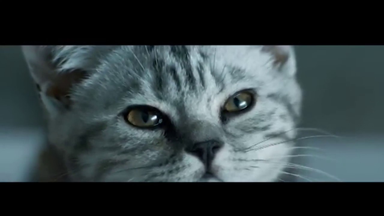 Реклама Whiskas 2018 | Вискас Котенок и дождь