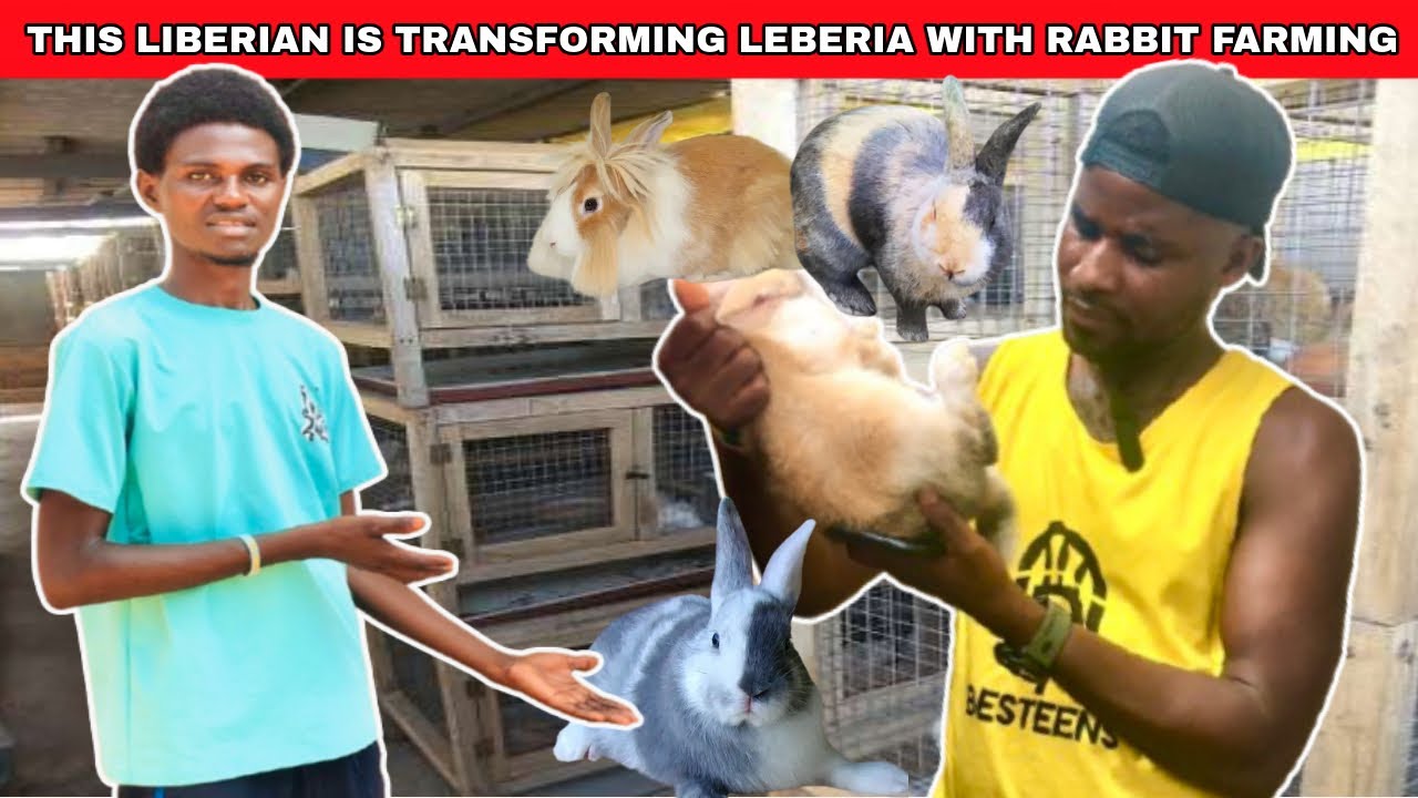 How This Liberian 🇱🇷 Is Transforming Liberia With Rabbit Farming