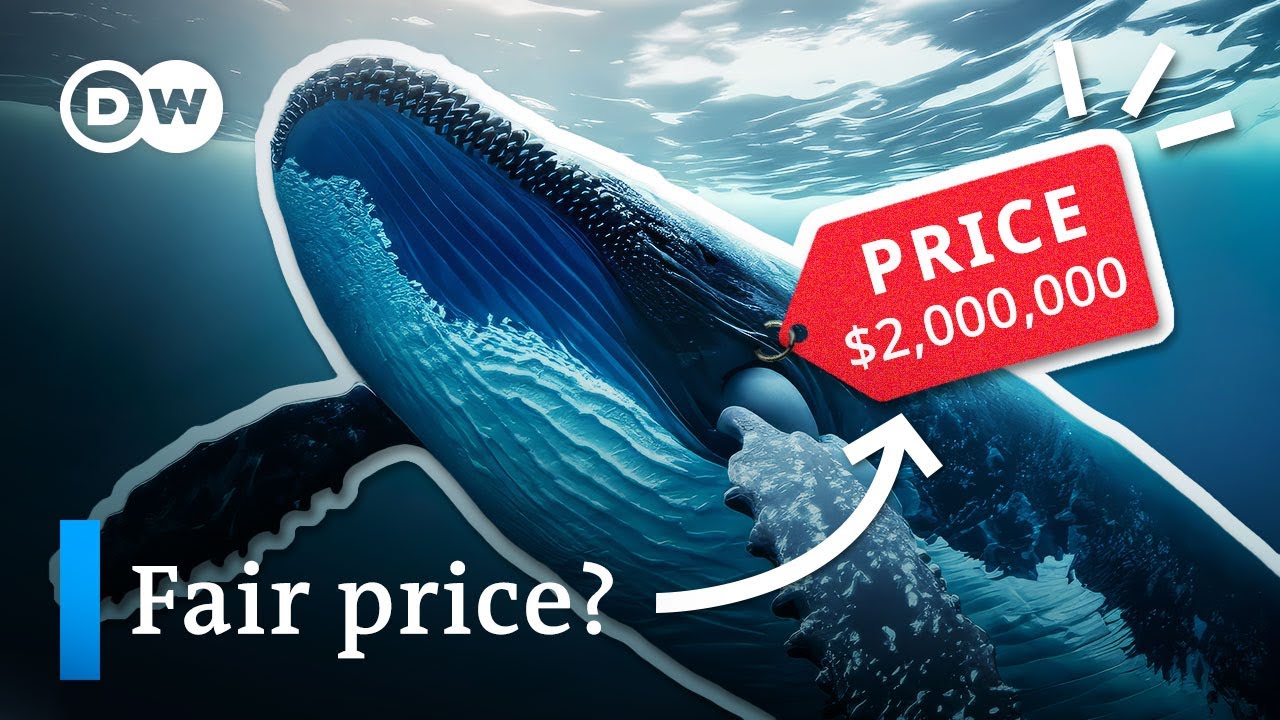 How much is a whale worth?