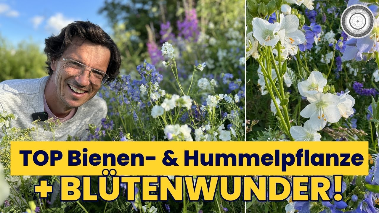 Schönste & längste Blüte für BIENE, HUMMEL & SCHMETTERLING! - Polemonium caeruleum, Himmelsleiter