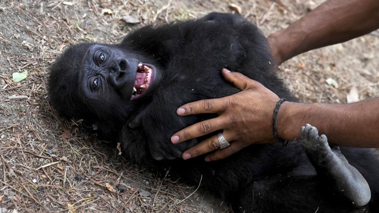 🦍 From Cargo Box to Hope: Baby Gorilla Zeytin’s Journey Home 💚