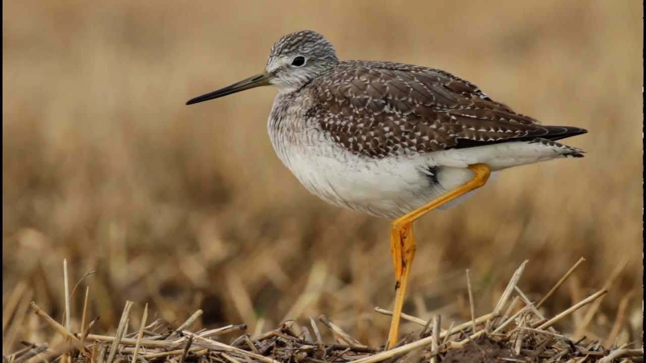 Greater Yellowlegs, Loch fleet, Highlands. 24.12.11
