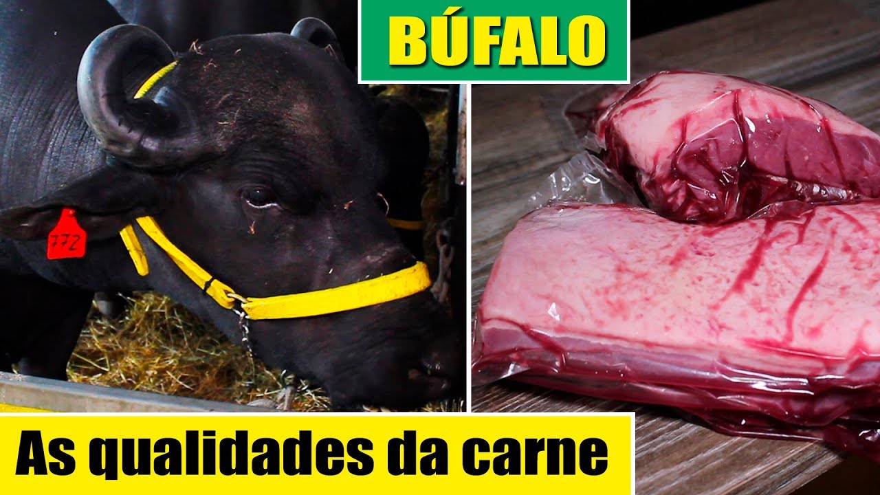 Búfalo é opção de rentabilidade