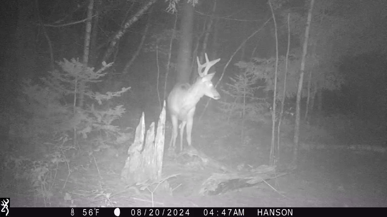 AUGUST 2024 GAME CAMERAS