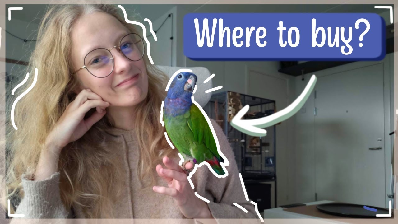 Где купить птицу? Издание Pionus!