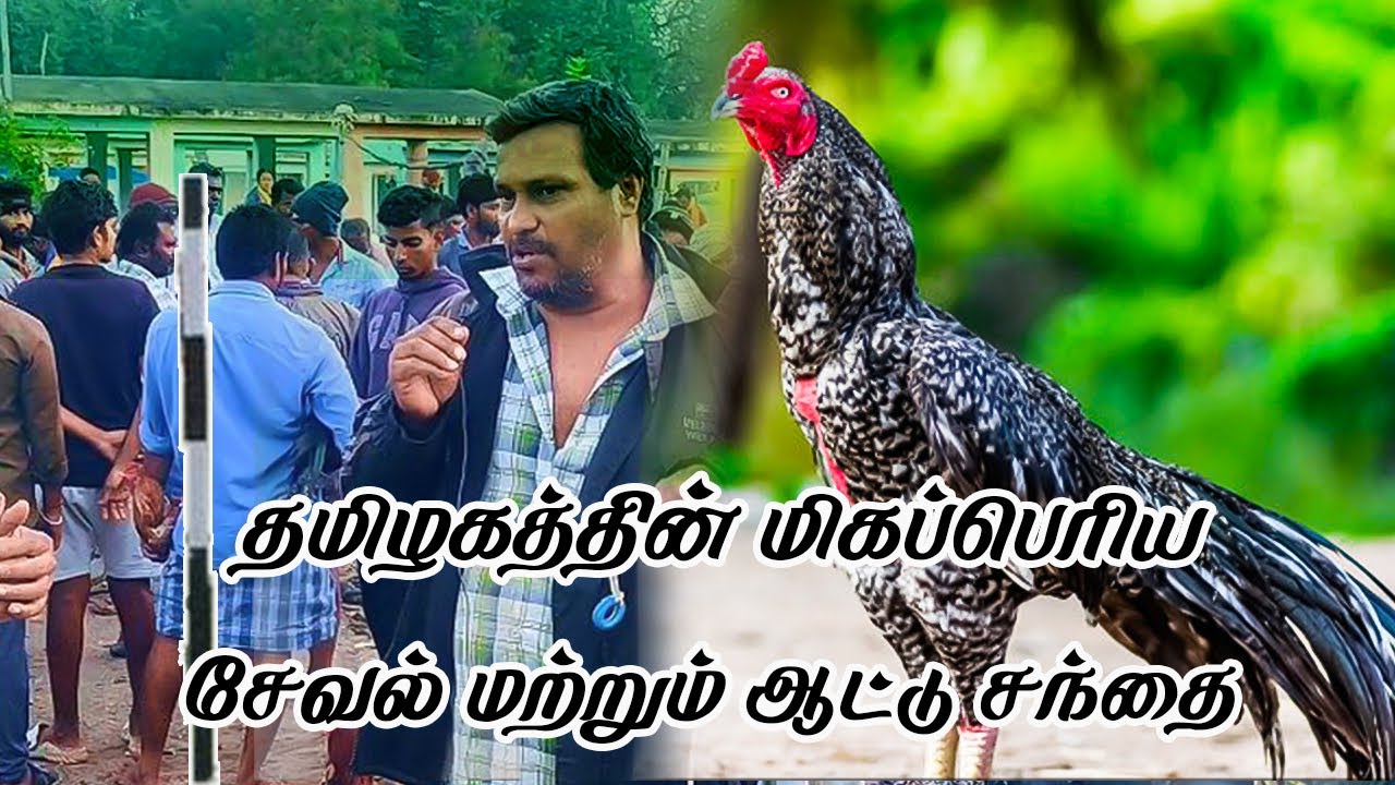 கவுந்தப்பாடி சேவல் மற்றும் ஆட்டு சந்தை Seval Market in Tamilnadu