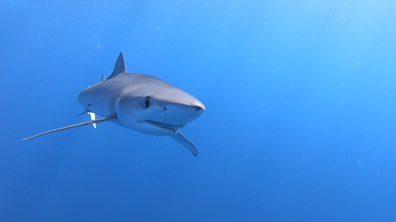 Diving with Blue Shark & Mobula Ray, plus Sperm Whale Watching with CW Azores @ Pico Island, Azores