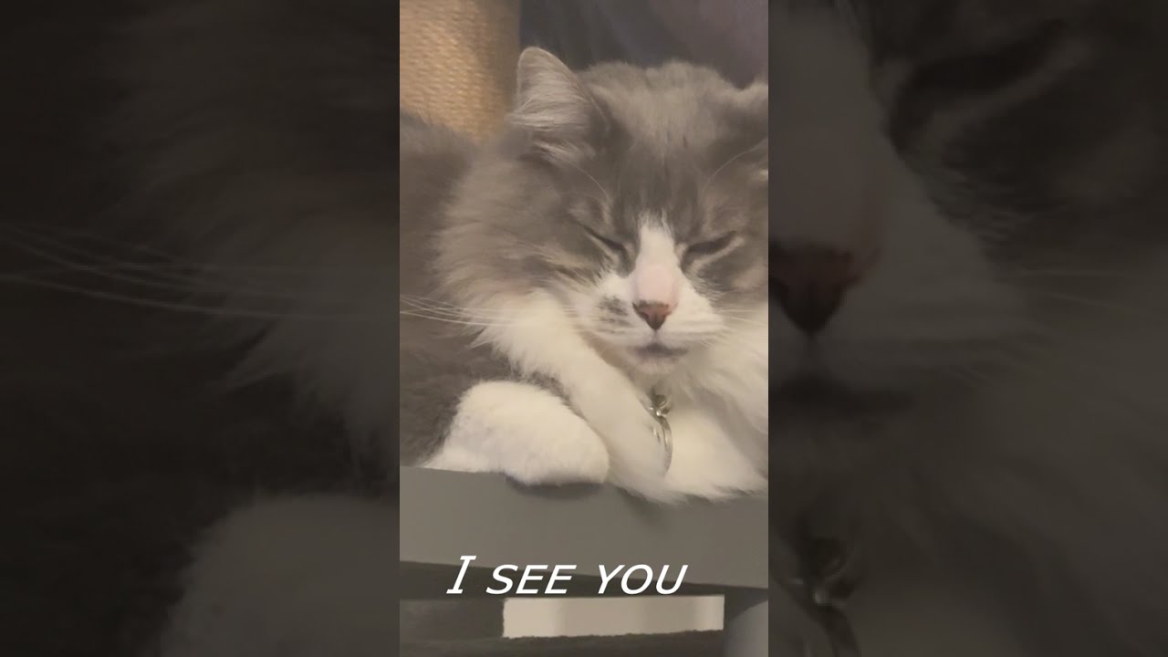 The Fur Family 2025 | A Year of Sadness, Happiness & New Beginnings