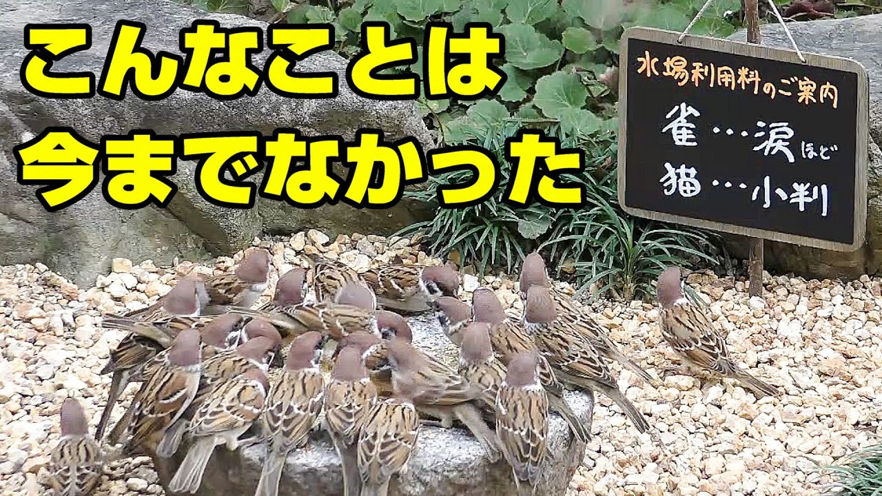 植木鉢でバードバス（野鳥の水浴び場）秋編10：雀の涙～スズメ