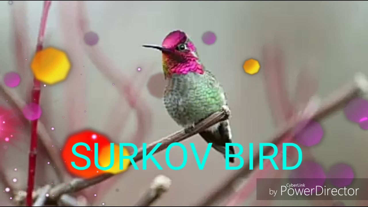 World no. 1 bird #bird #shorts #viral