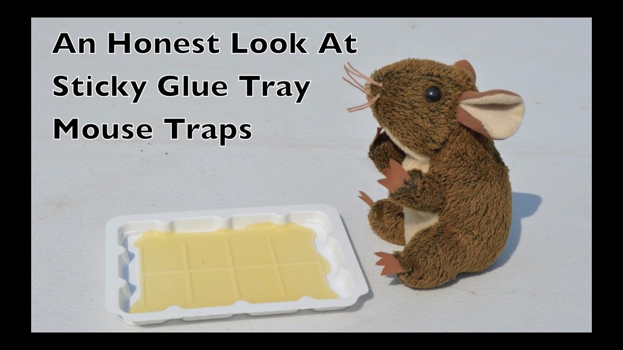 An Honest Look At Sticky Glue Tray Mouse Traps. "Advertiser Friendly Version"