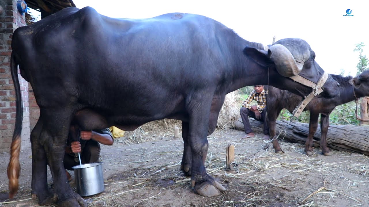 Buffelo Milking Full Video || Village Life Style Gujarat India