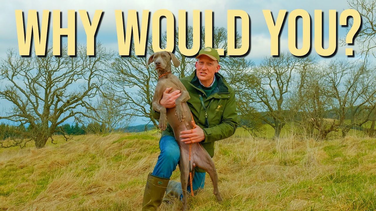 Should You Get A Weimaraner?!