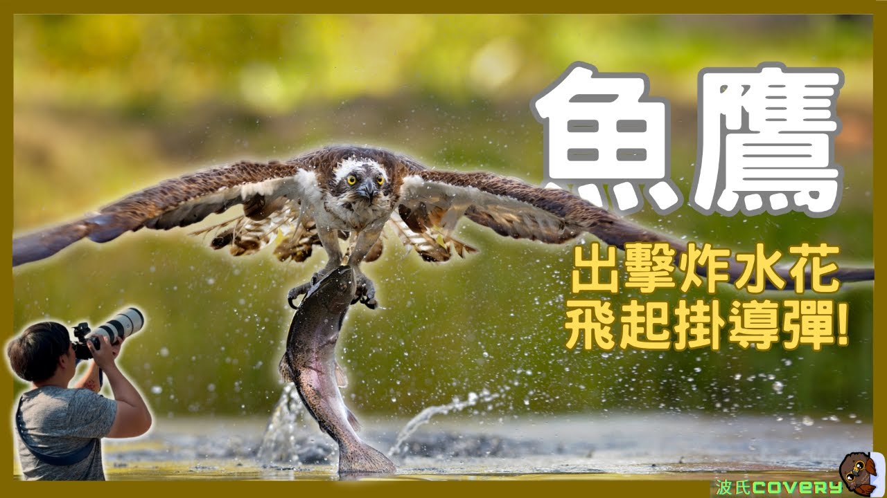 【波氏covery】猛禽界的「魚雷導彈」！蹲了一個月，只為那決定性的一潛：台灣冬日限定『魚鷹』| 波氏家族 popofamily