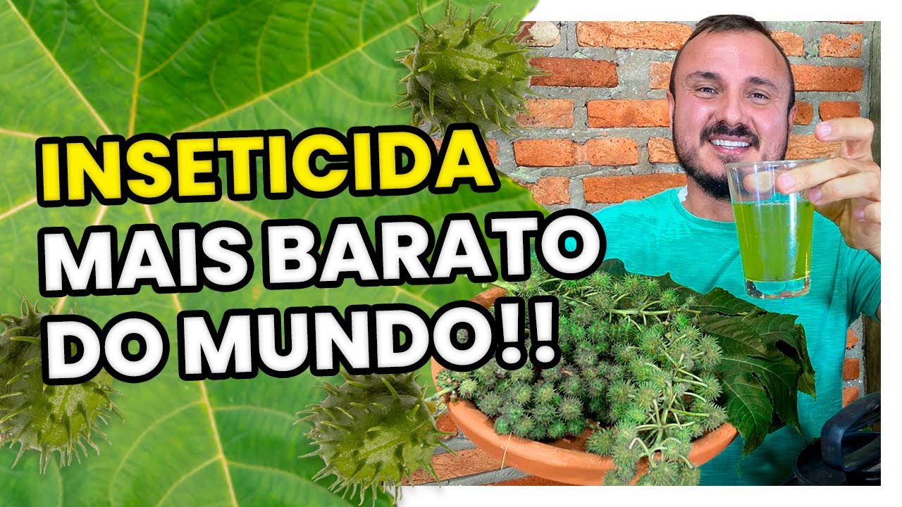 COMO FAZER O INSETICIDA E FUNGICIDA DE MAMONA
