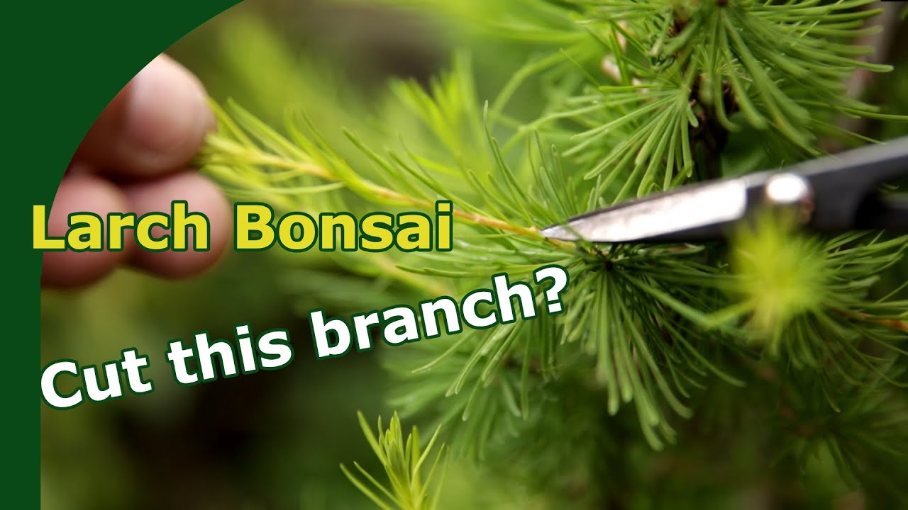 Pruning Larch bonsai