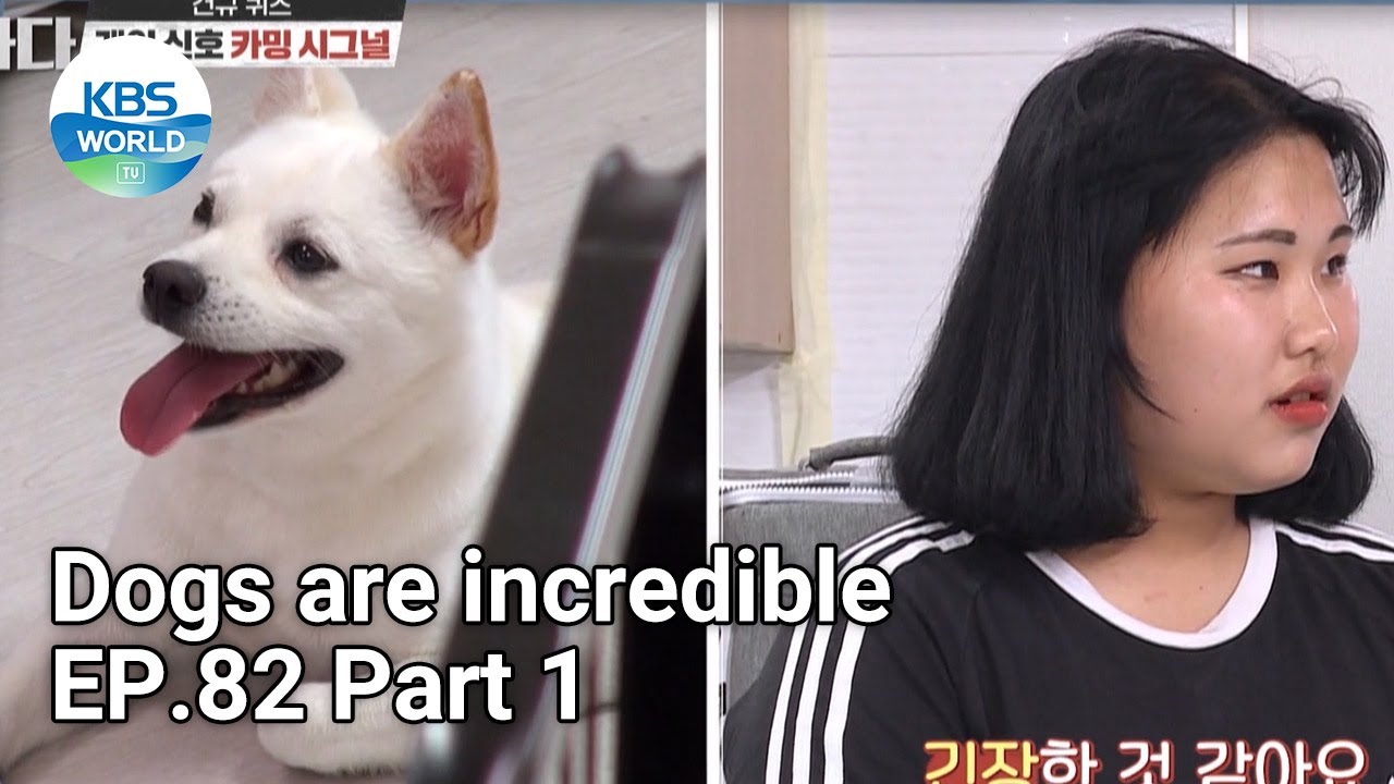 Dogs are incredible EP.82 Part 1 | KBS WORLD TV 210630