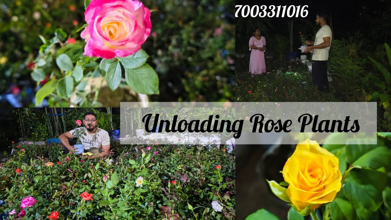 Unloading Rose Plants 🌹