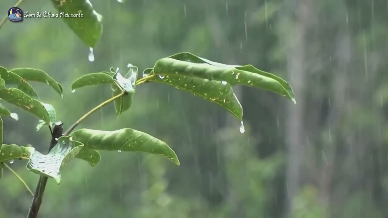 Overcome stress to fall asleep instantly with the sound of heavy rain on tree branches - Heavy Rain