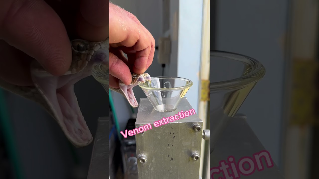 Mojave rattlesnake venom extraction! #venomous #snake #rattlesnake #reptile