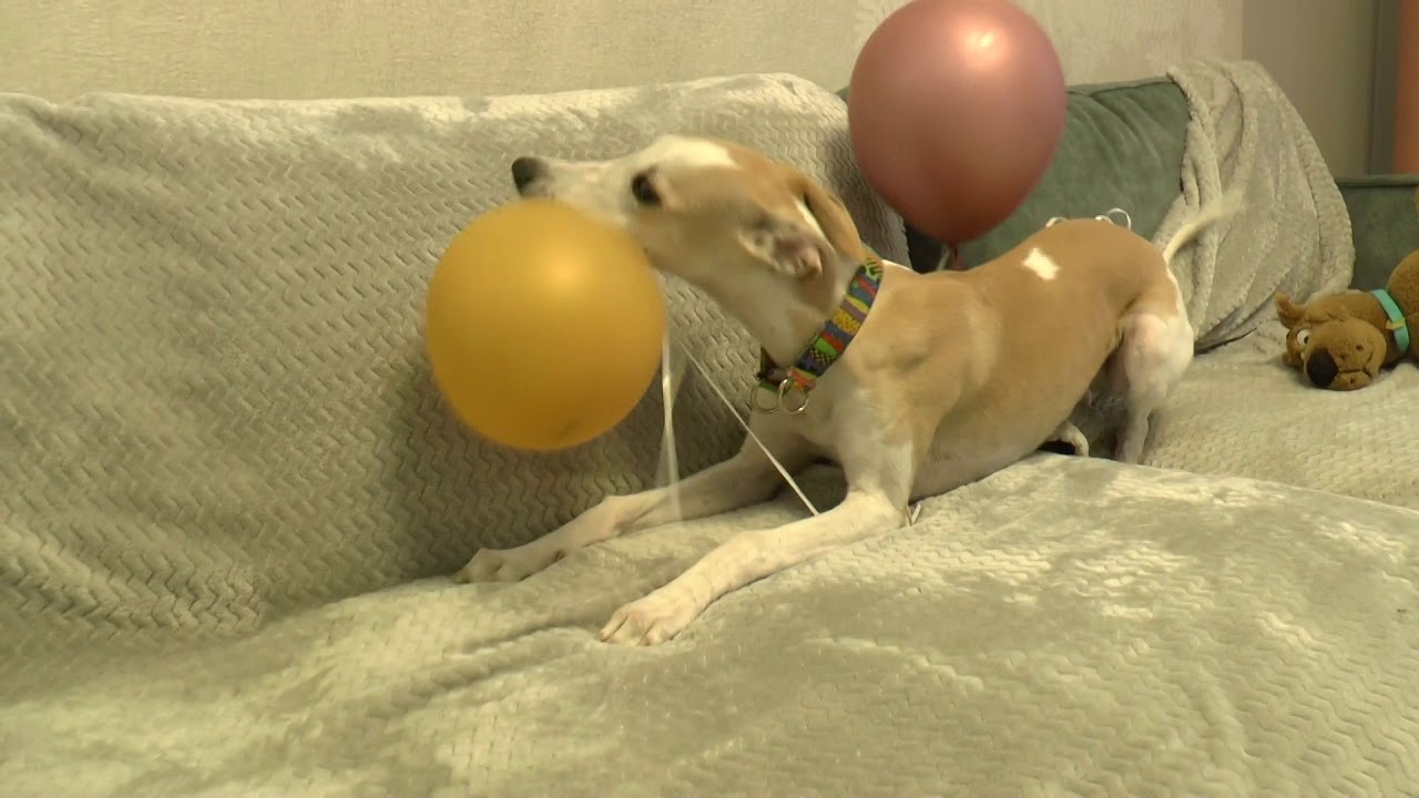 Whippet the dog playing with balloons | Собака Уиппет играет в шарики