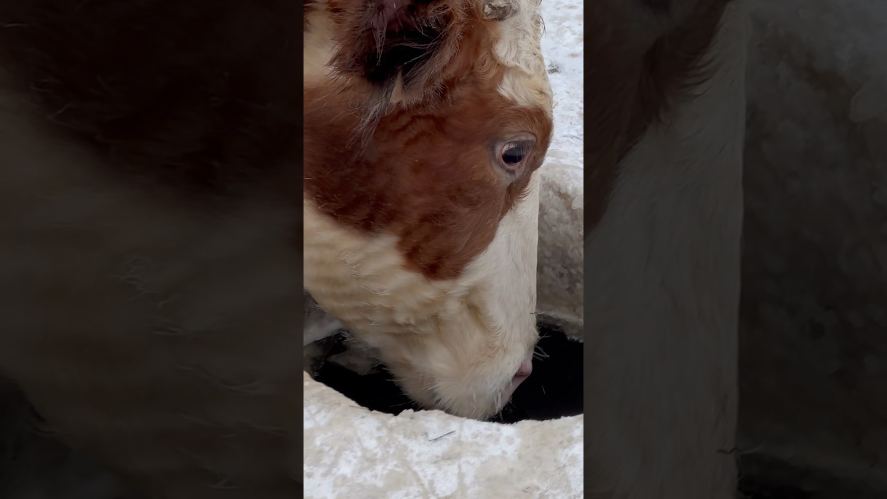 Cows drink ice water 🧊 