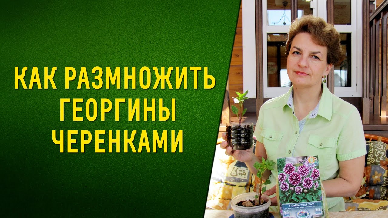 Как размножить георгины черенками