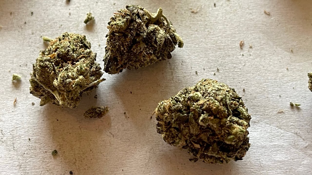 GAS BASKET ⛽️(Exotic Genetix) 70% Indica 🏀Gary Payton X Bakers Dozen👨🏻&zwj;🍳 by Elephant Garden 🐘🪴